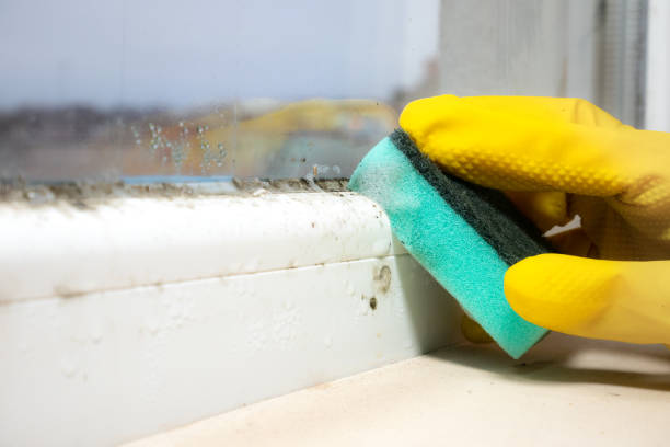 Best Basement Mold Remediation in Belding, MI