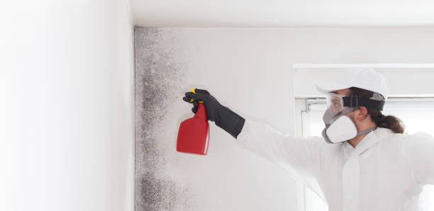 Best Commercial Mold Remediation in Belding, MI