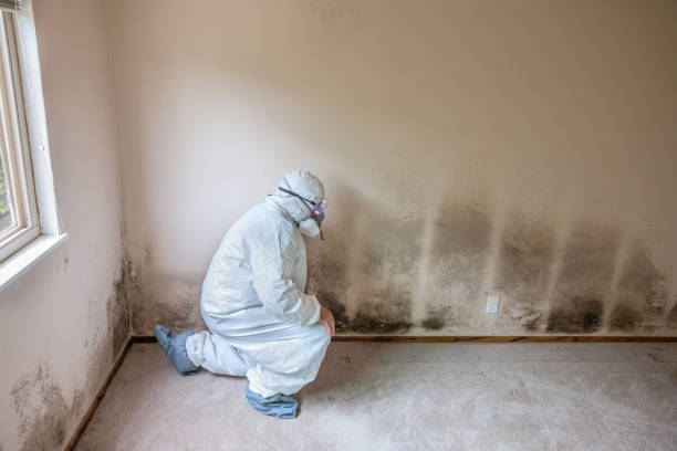 Professional Mold Remediation in Belding, MI
