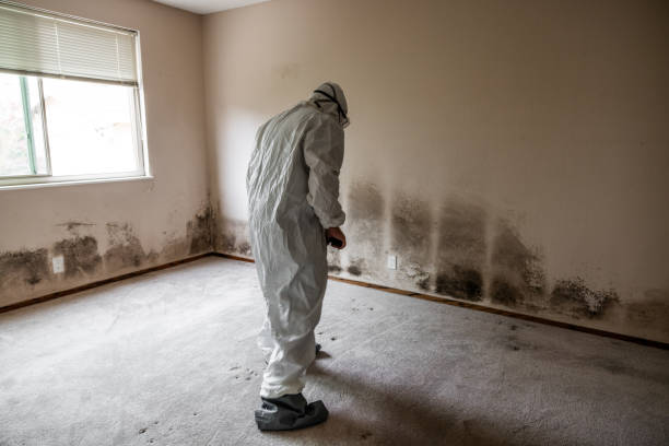 Best Crawl Space Mold Remediation in Belding, MI
