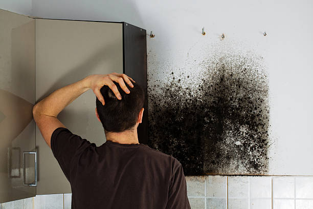 Best Industrial Mold Remediation in Belding, MI