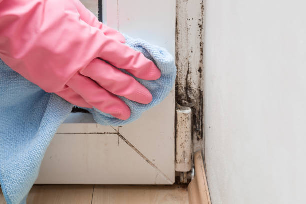 Best White Mold Remediation in Belding, MI