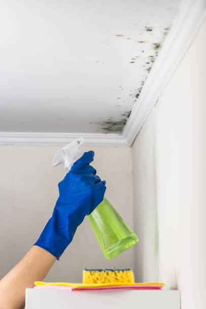 Best White Mold Remediation in Belding, MI